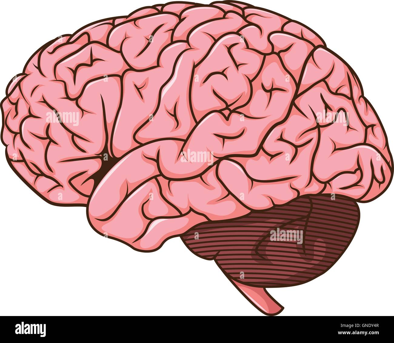 Caricature du cerveau humain Illustration de Vecteur