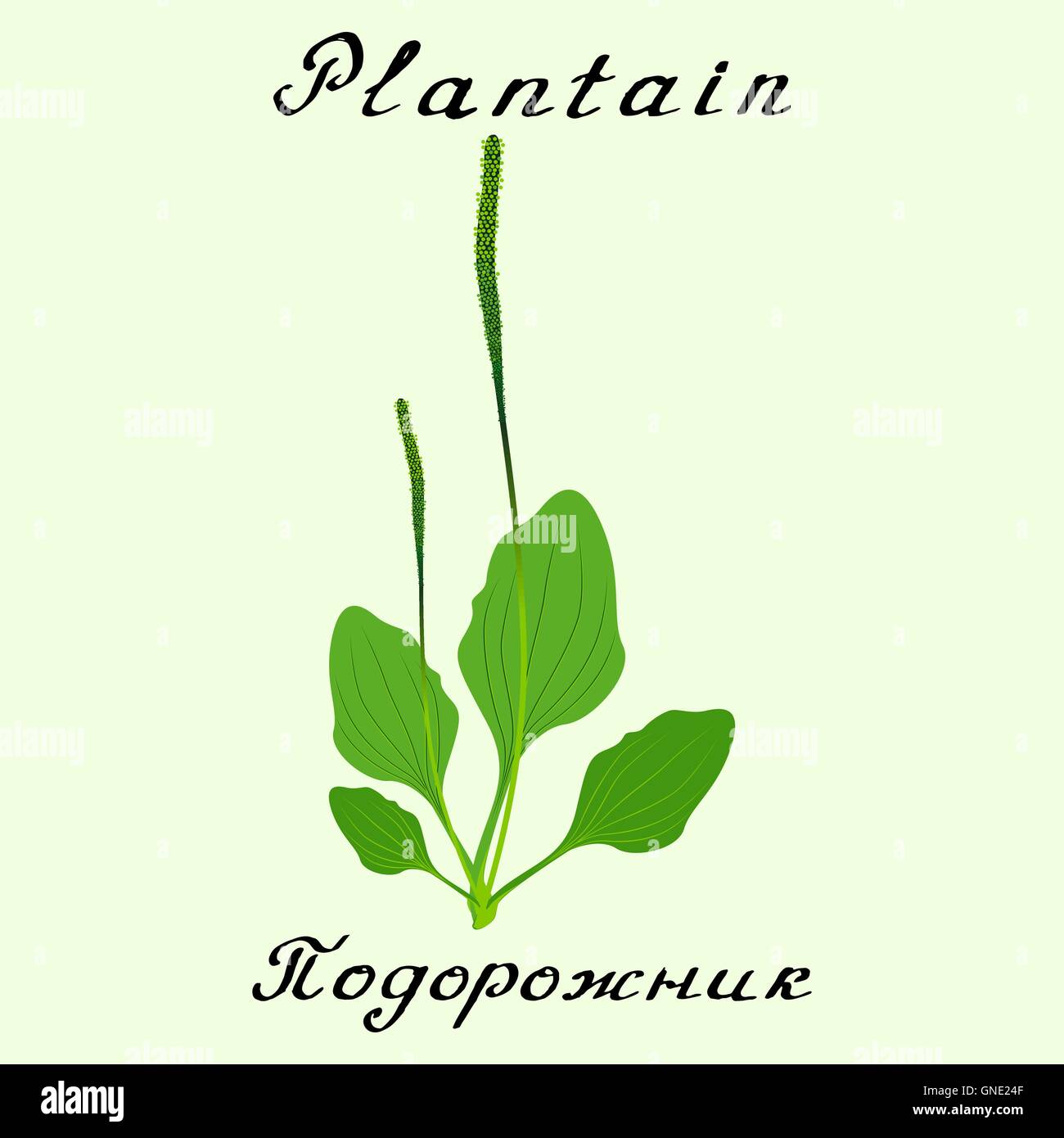 Le plantain. Dessin vectoriel et lettrage à la main Illustration de Vecteur