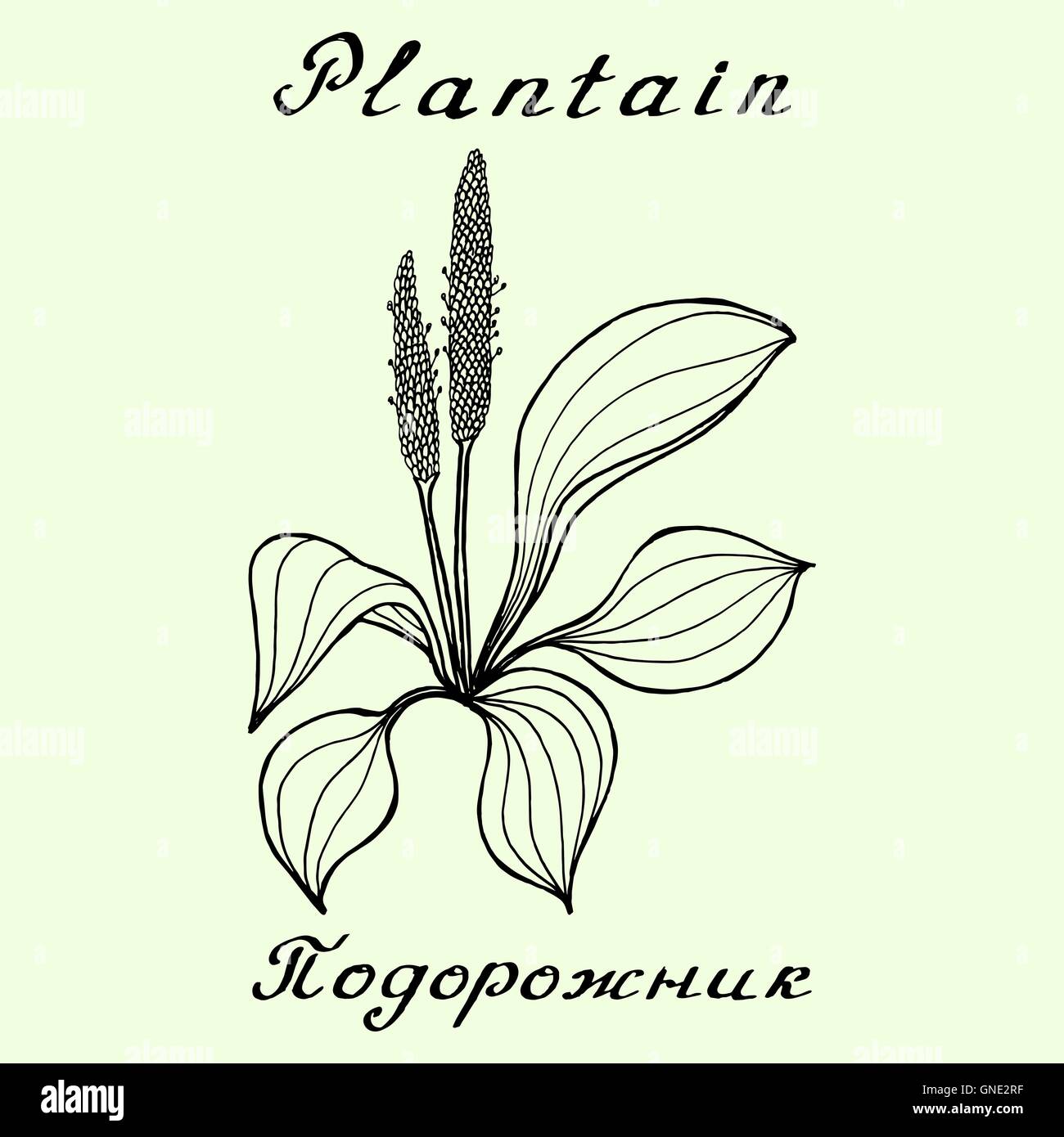 Le plantain. Dessin à l'encre et le lettrage Illustration de Vecteur