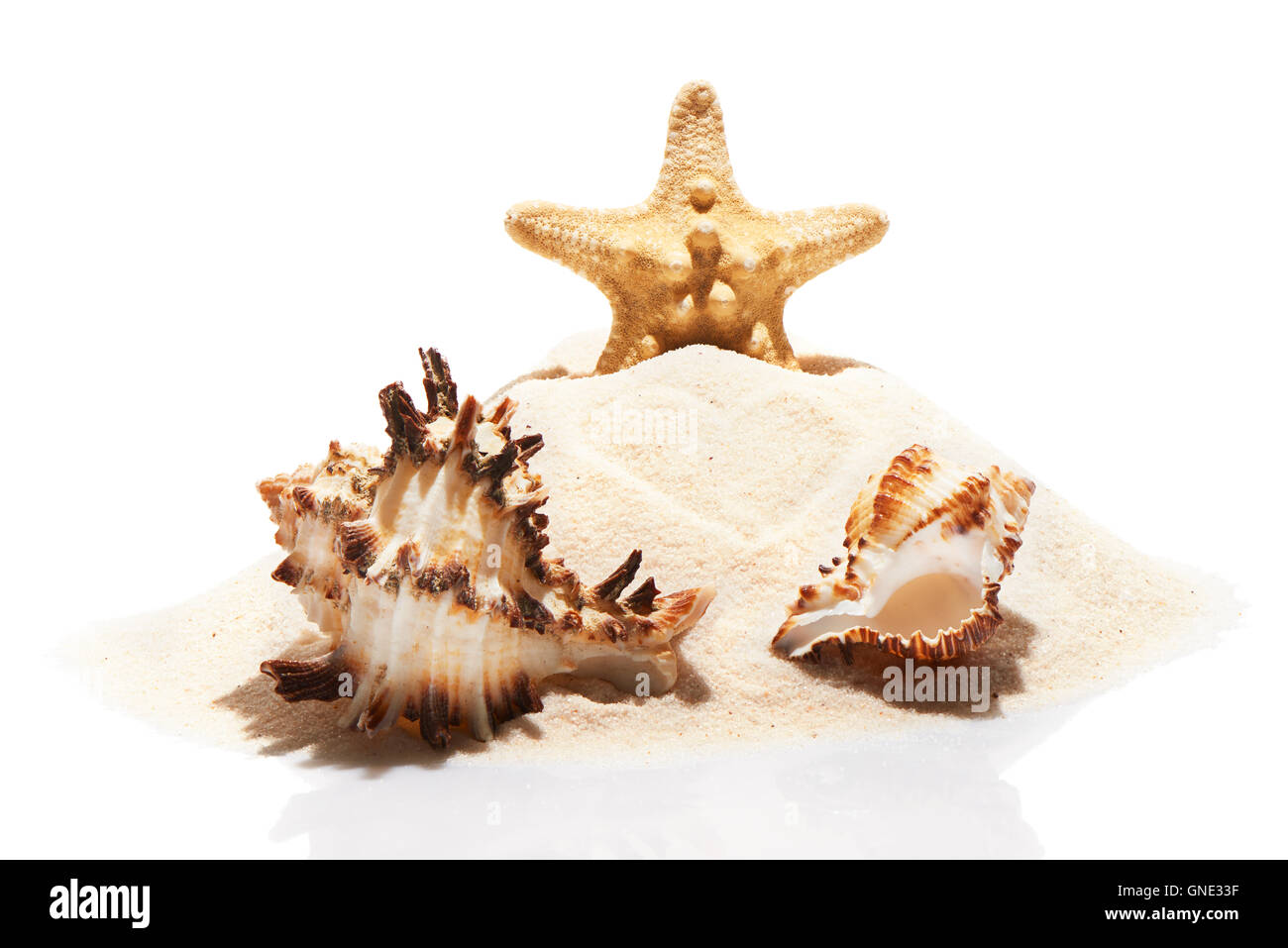 Les étoiles de mer et des coquillages sur le tas de sable de plage, isolé sur fond blanc. Concept de mariage de plage Banque D'Images