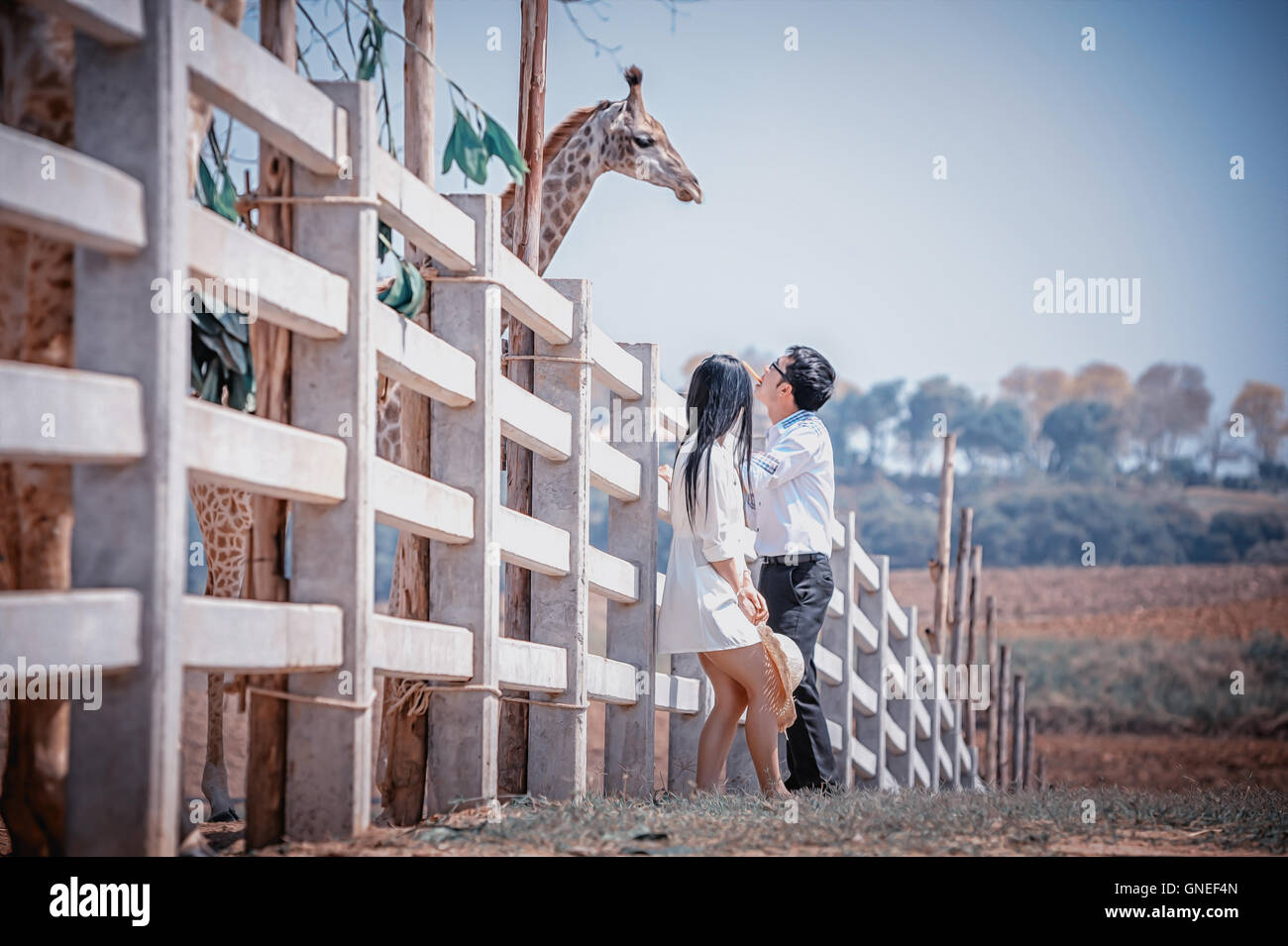 Jeune homme romantique asai et femme debout avec girafe. Young Love concept. Banque D'Images