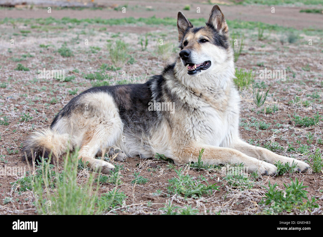 Mixbreed chien berger allemand Banque D'Images