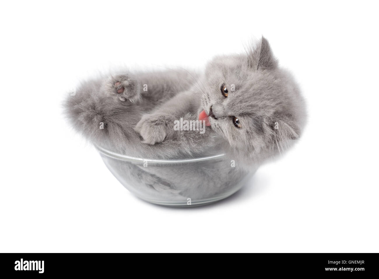 La Mignon chaton dans bol en verre isolé Banque D'Images