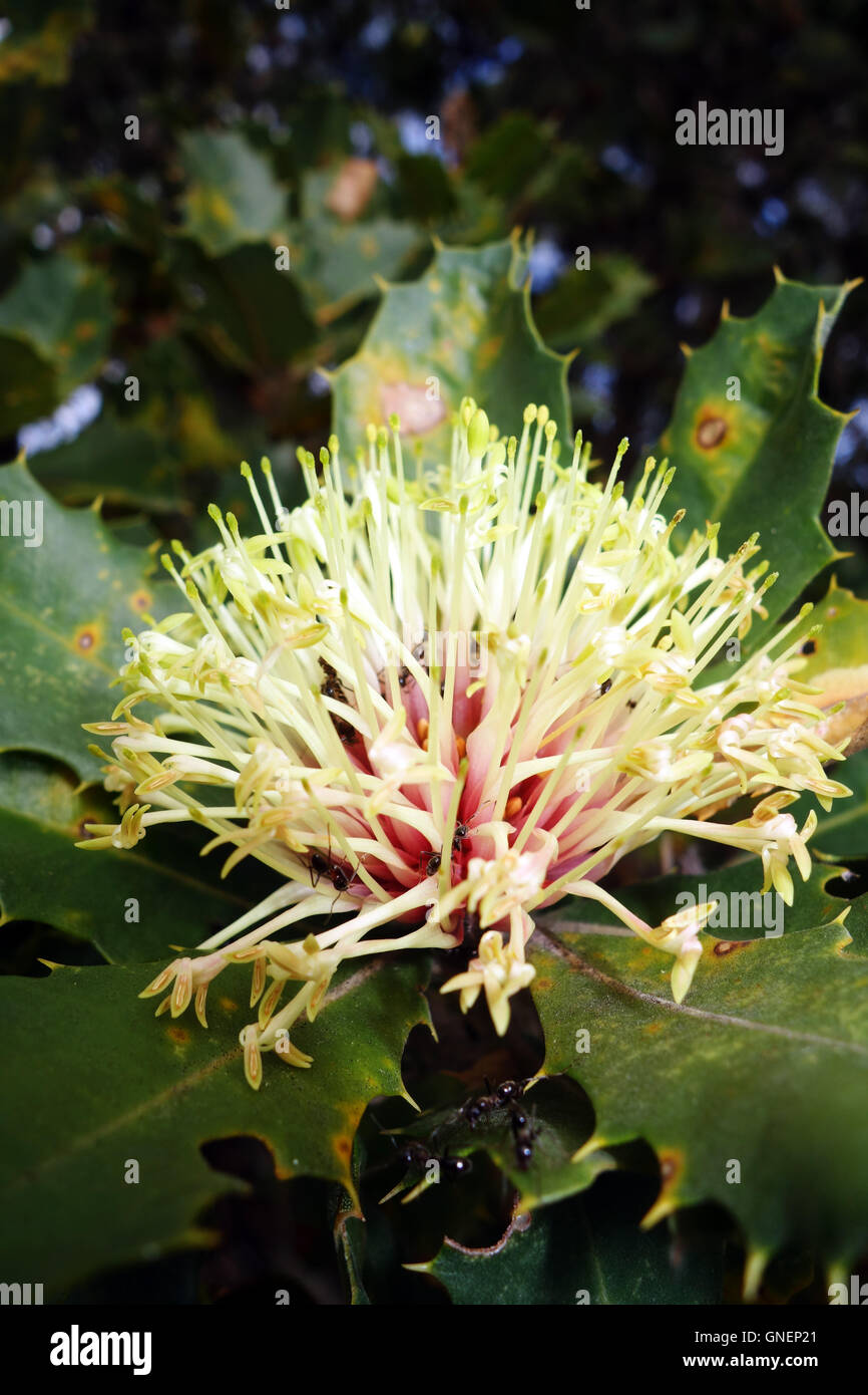 Banksia ilicifolia fleur de nectar d'être volés par des fourmis, Nuyts Wilderness Area, près de Walpole, le sud de l'Australie Occidentale Banque D'Images