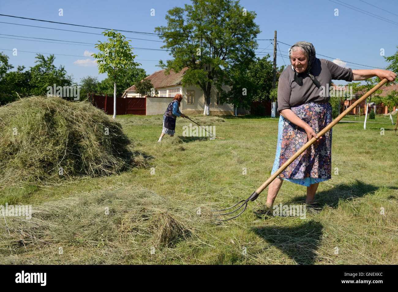 Roumanie Le Banat, Cruceni, les femmes à Hay processus sec gras pour l'hiver / RUMAENIEN Cruceni, Banat, Frauen trocknen Heu Banque D'Images