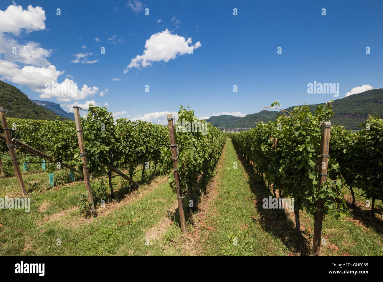 Vignobles sur la route des vins en Italy Banque D'Images