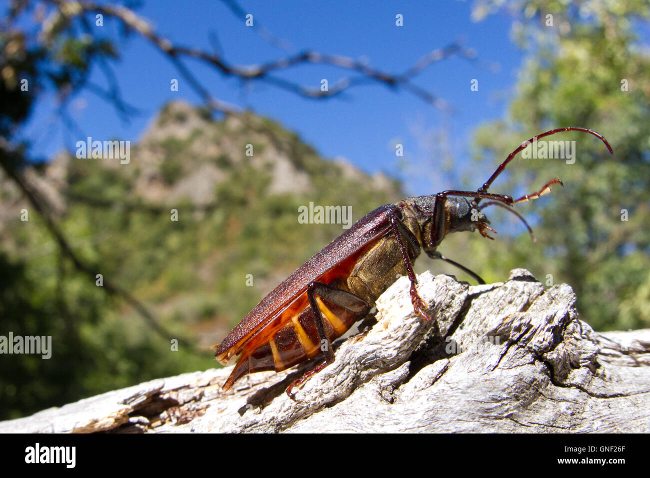 Longhorn beetles (cerambyx weleensii) marcher sur un chêne (Quercus ilex) - Corse, France. Banque D'Images