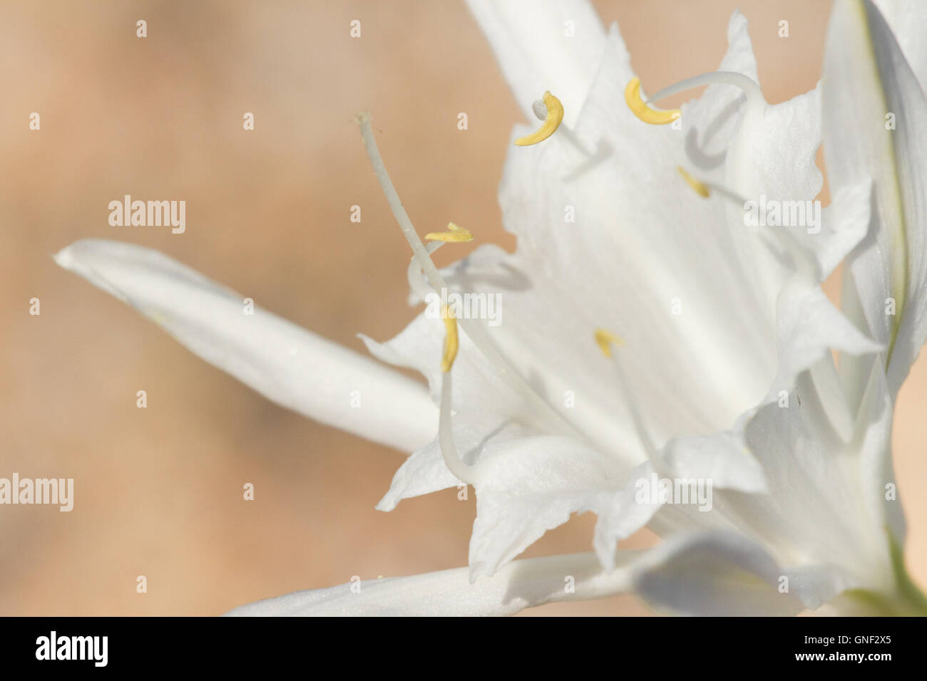 La mer( pancratium maritimum ) de la jonquille, close-up sur les anthères. Banque D'Images