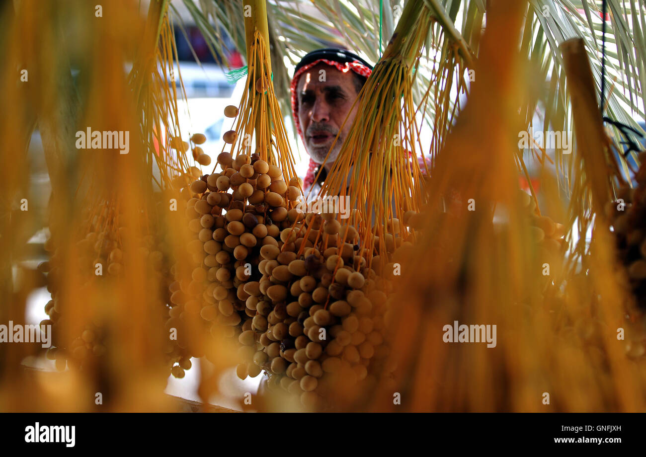 Baqaa, la Jordanie. Août 31, 2016. Un palestinien vérifie ses fruits en Baqaa camp pour réfugiés palestiniens, la Jordanie, le 31 août 2016. © Mohammad Abu Ghosh/Xinhua/Alamy Live News Banque D'Images