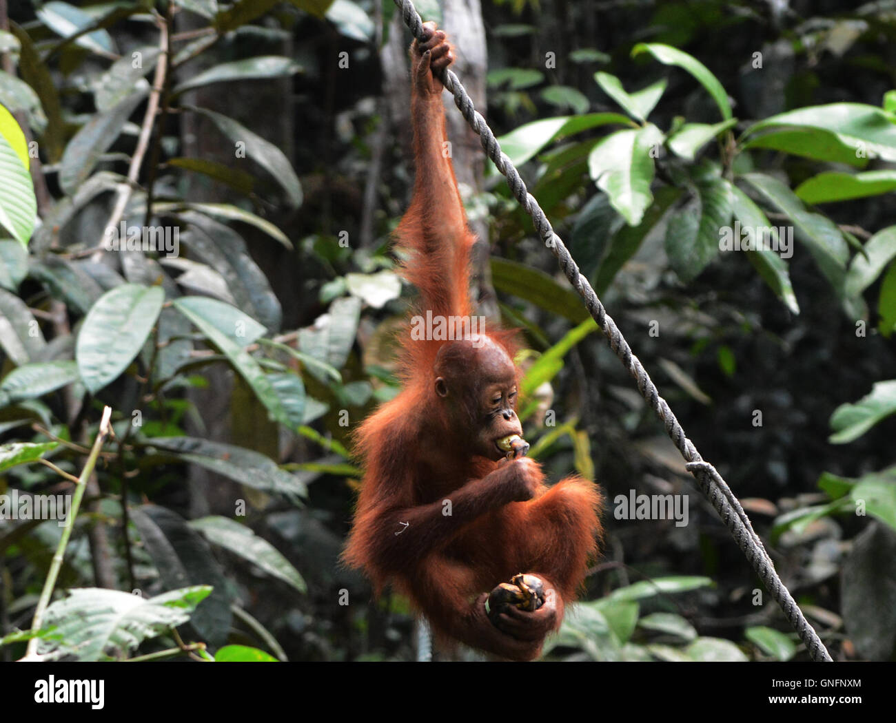 Un bébé orang-outan se nourrissant de bananes qui lui ont été données à l'alimentation au centre de réhabilitation de Semenggoh près de Kuching. Banque D'Images