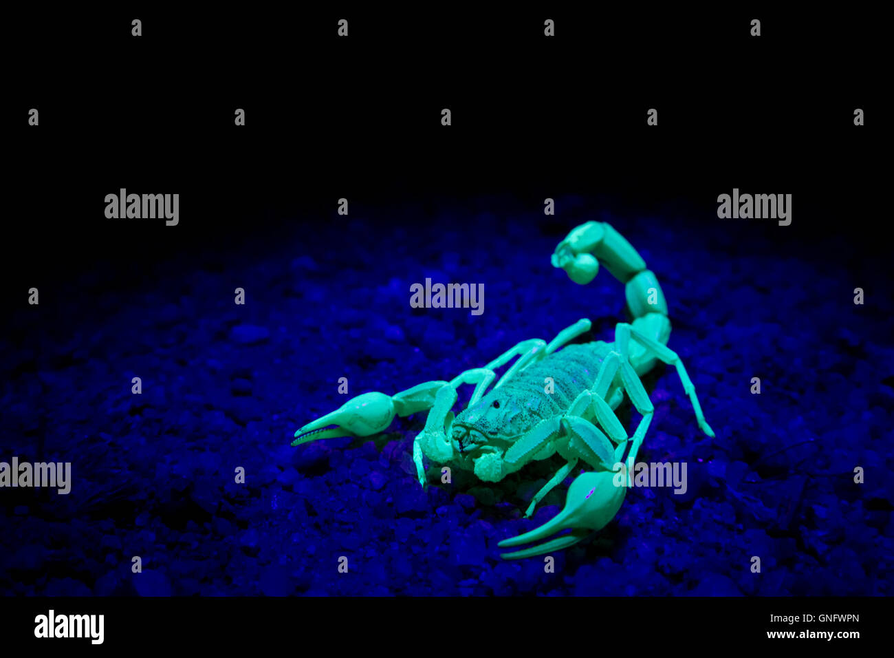 Jaune commun lumineux ( scorpion buthus occitanus ) sous la lumière uv,  l'espagnol, l'Espagne dehesa. fond noir Photo Stock - Alamy