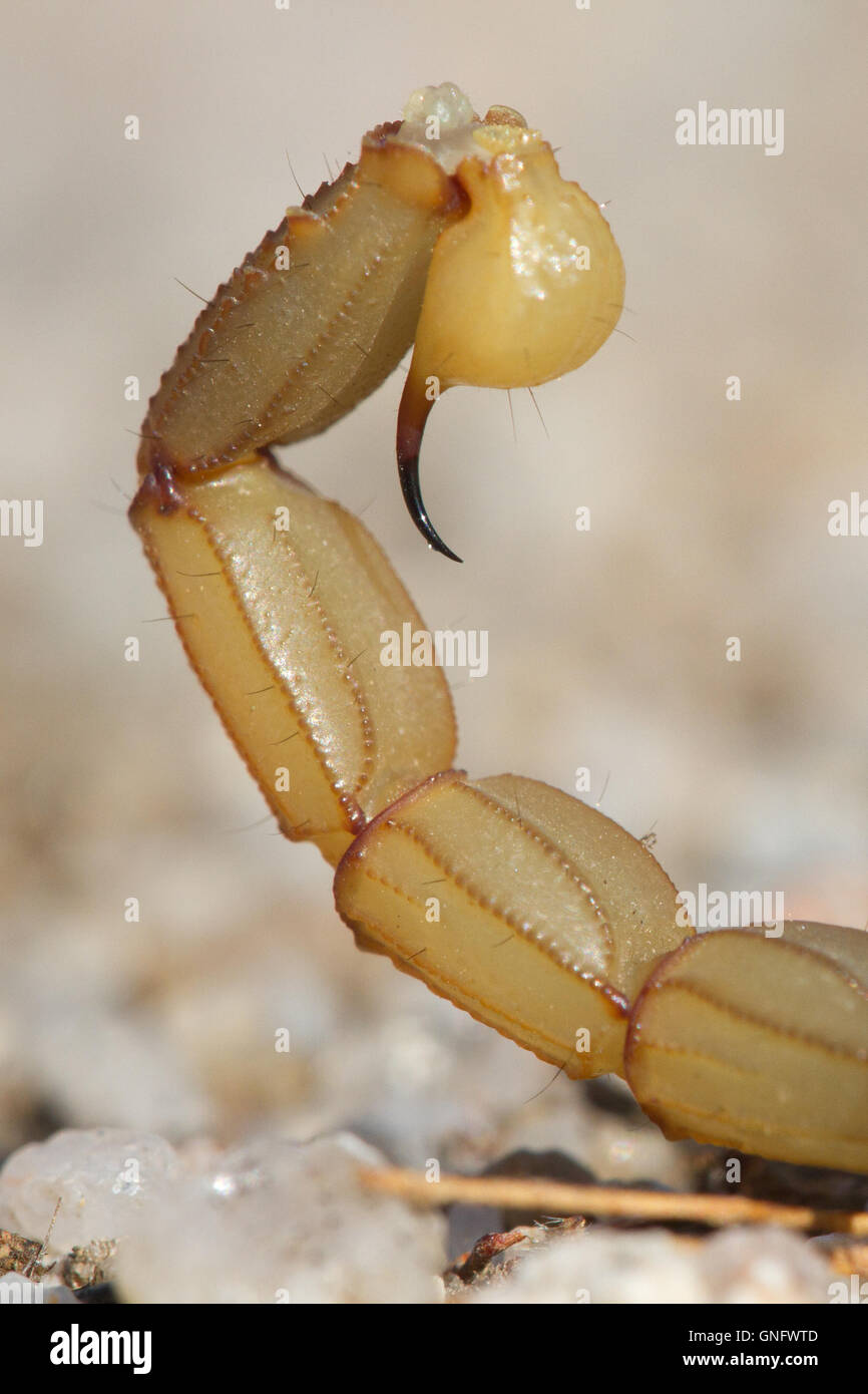 Scorpion jaune commun ( Buthus occitanus ) sting, Alacrane, Espagne Banque D'Images