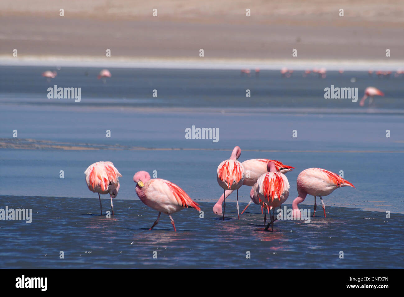 Les flamants de James (Phoenicoparrus jamesi), Flamingo, Laguna Cañapa, Bolivie Banque D'Images