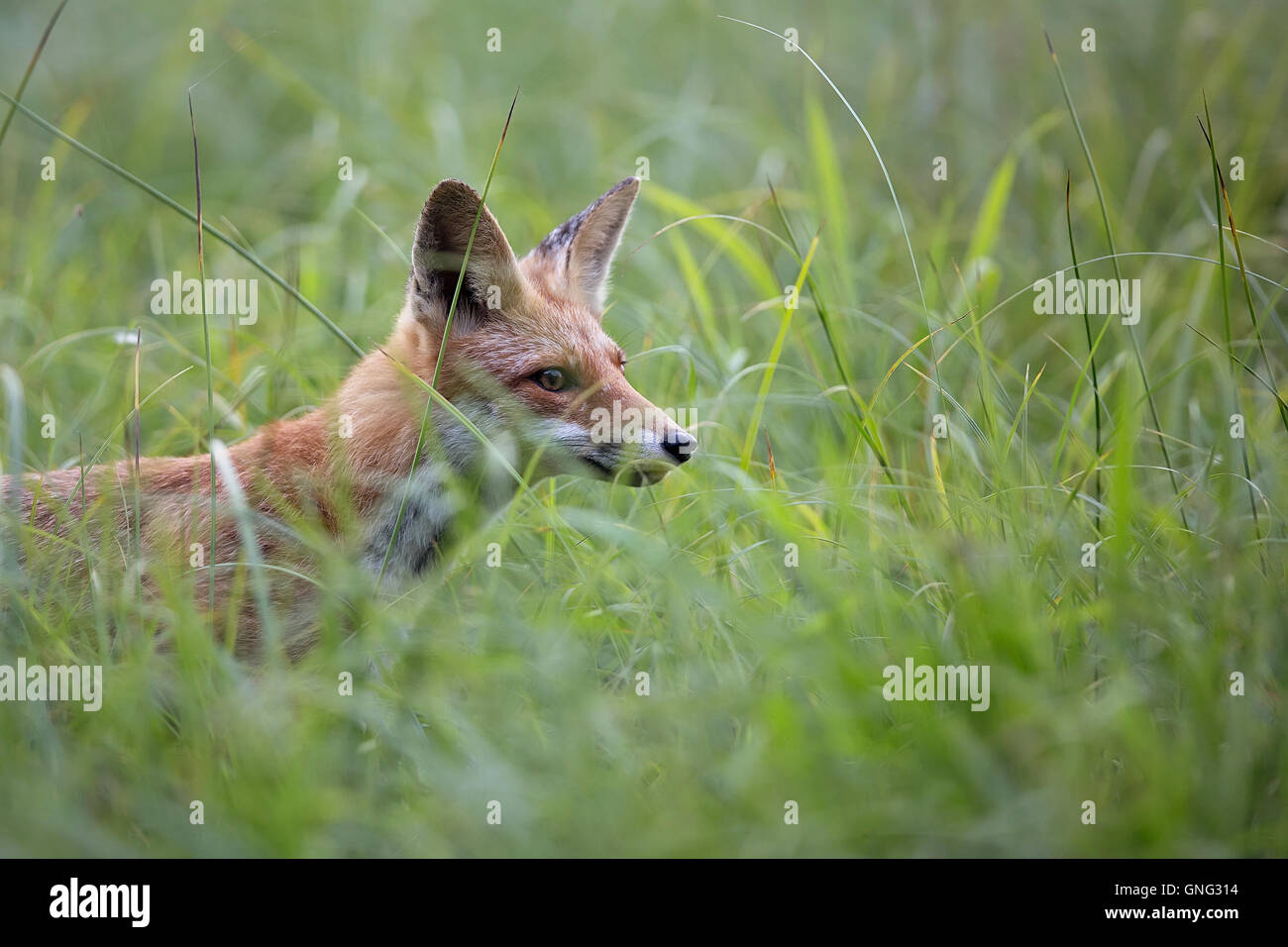 Fox dans la nature, cachés dans l'herbe Banque D'Images