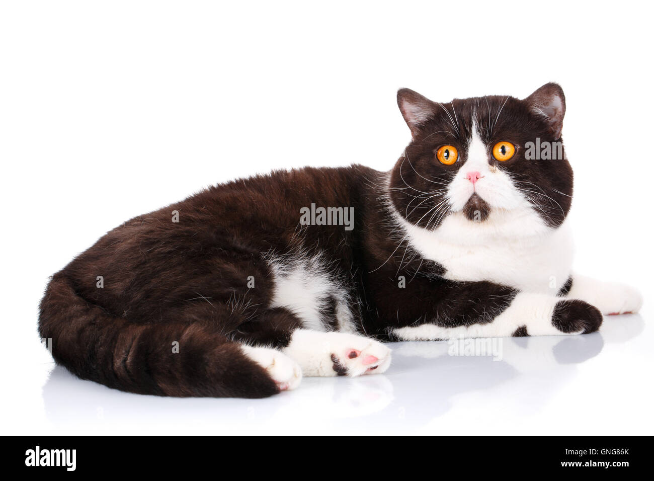 Gros chat noir et blanc couché tout droit écossais et se réjouit à l'on white Banque D'Images