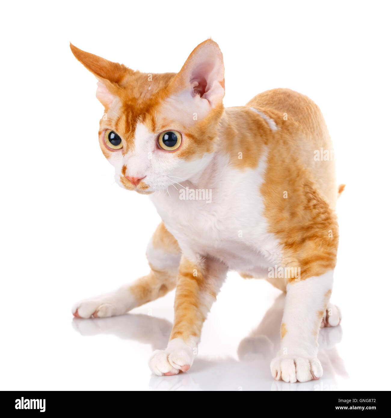 Chat Devon Rex Orange Avec De Grandes Oreilles Sur Fond Blanc Photo Stock Alamy