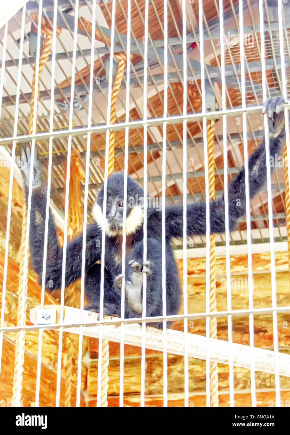 Nomascus concolor monkey en cage au jour Banque D'Images