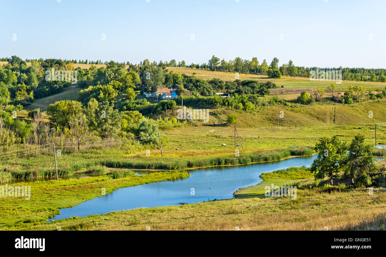 Dans Gorodkovo - Meadow Bolshoe Kursk region, Russie Banque D'Images