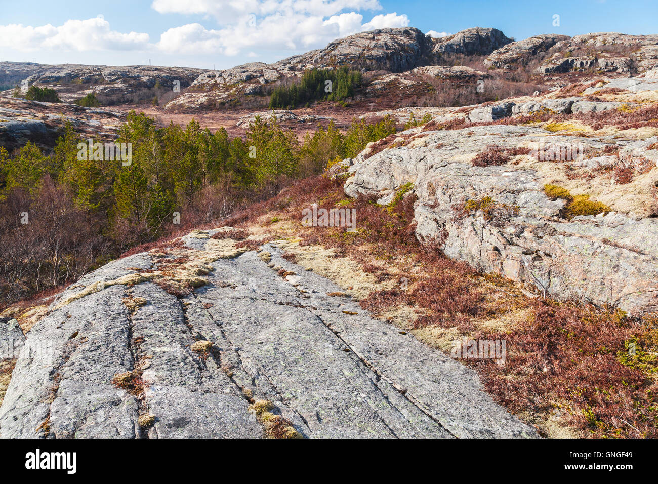 Le nord de la Norvège au printemps. Paysage de montagne avec des arbres poussant sur des rochers mousse rouge Banque D'Images