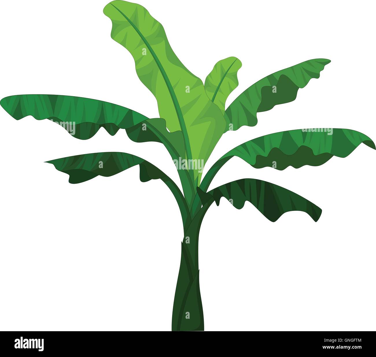 Bananier Dessin Pour Vous Concevoir Image Vectorielle Stock Alamy Bananier Dessin Pour Vous Concevoir Image Vectorielle Stock Alamy