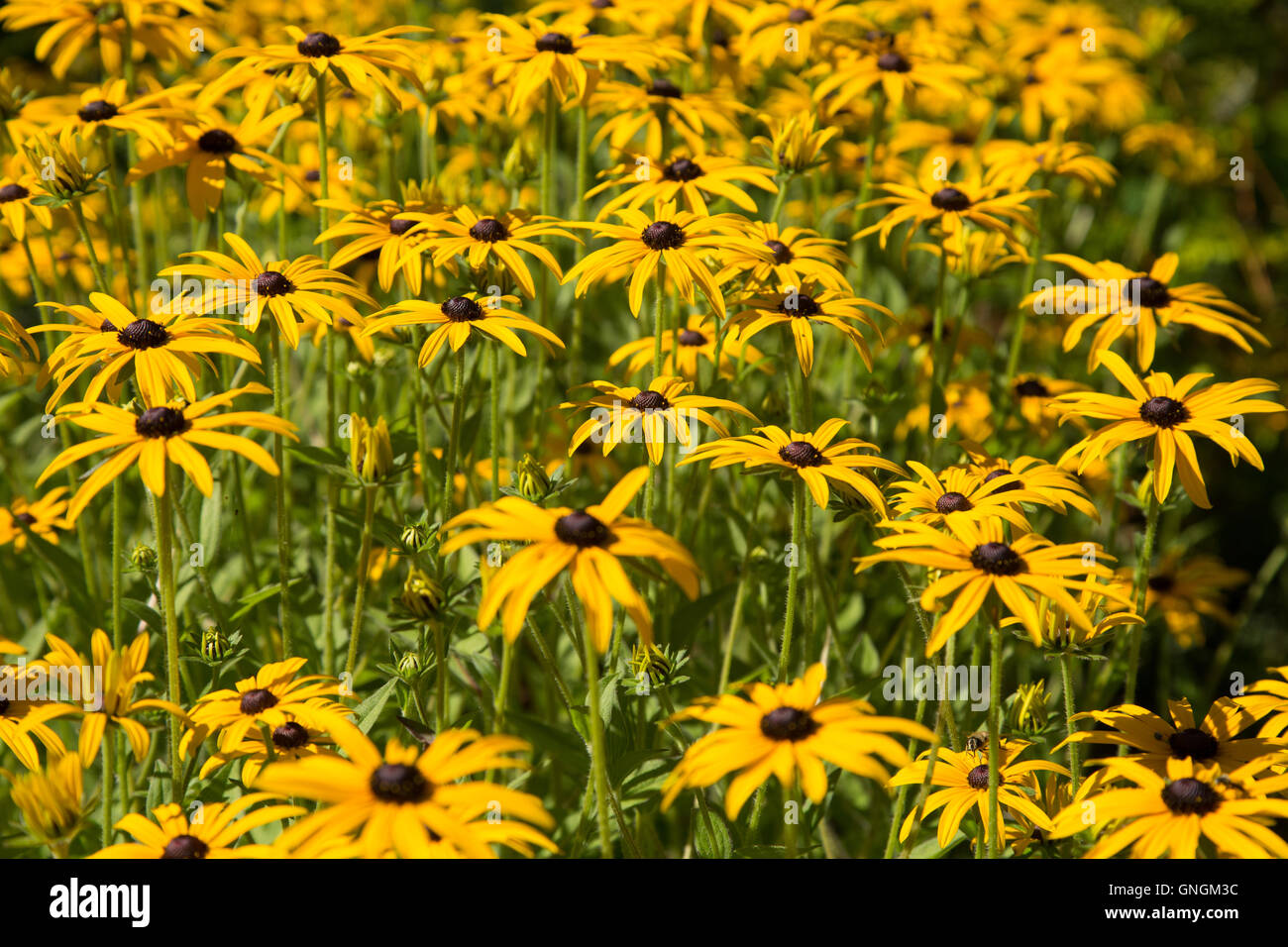 Rudbeckia fulgida deamii var Banque D'Images