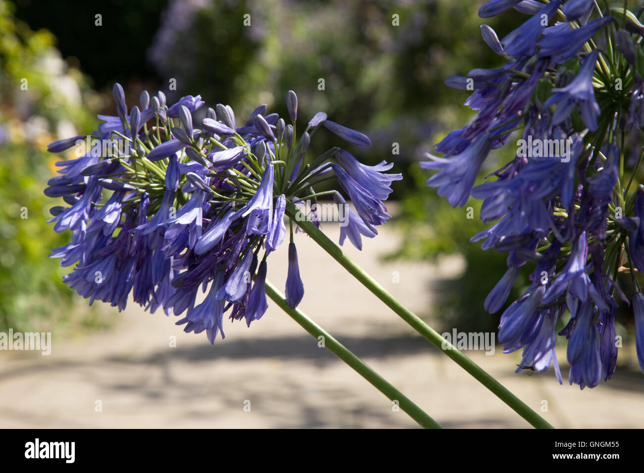 Agapanthus - Lily of the Nile - est le seul genre de la sous-famille Agapanthoideae Banque D'Images