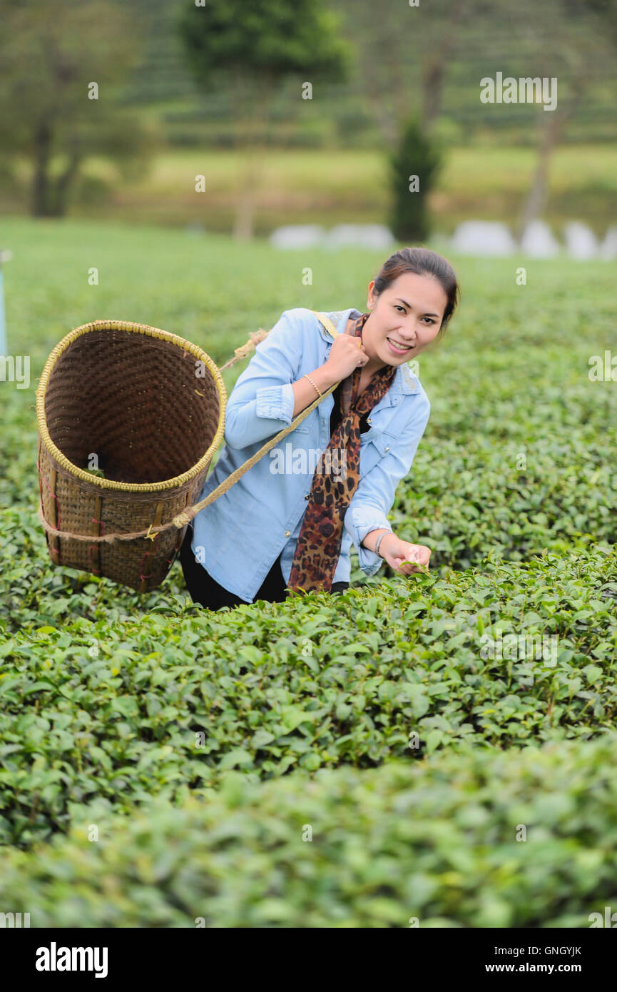 Asie belle femme ramasser les feuilles de thé dans une plantation de thé, de la bonne humeur Banque D'Images