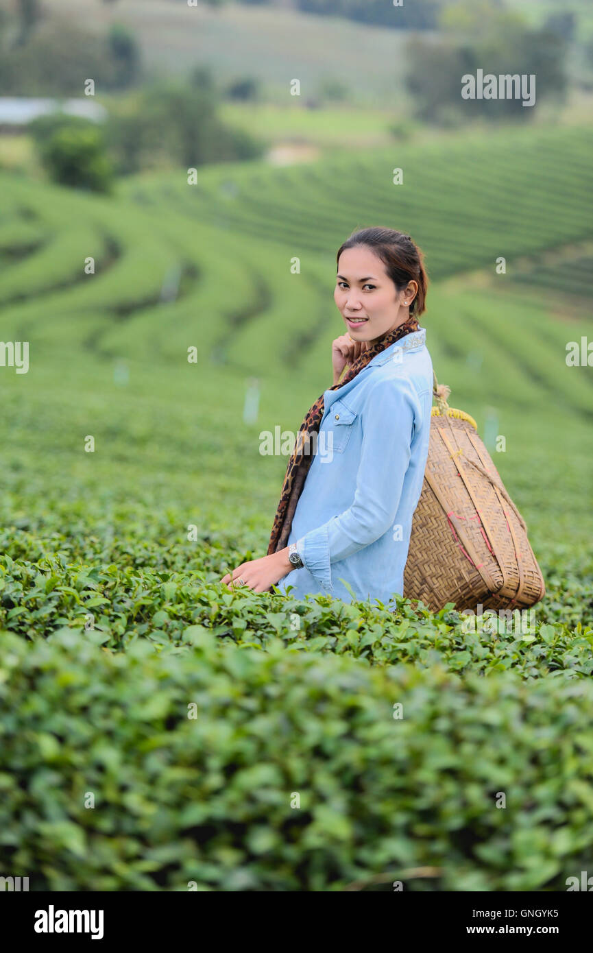 Asie belle femme ramasser les feuilles de thé dans une plantation de thé, de la bonne humeur Banque D'Images