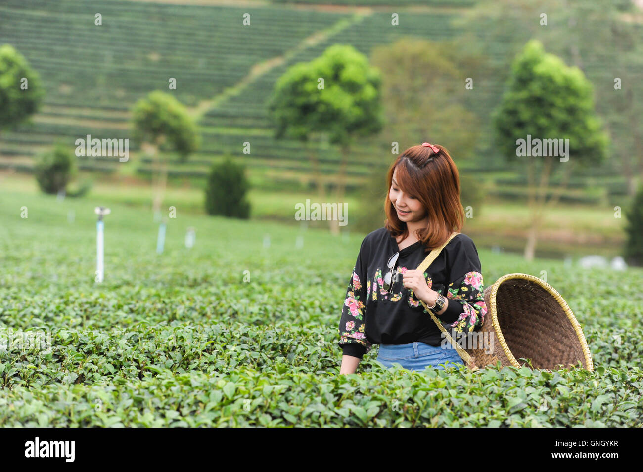 Asie belle femme ramasser les feuilles de thé dans une plantation de thé, de la bonne humeur Banque D'Images