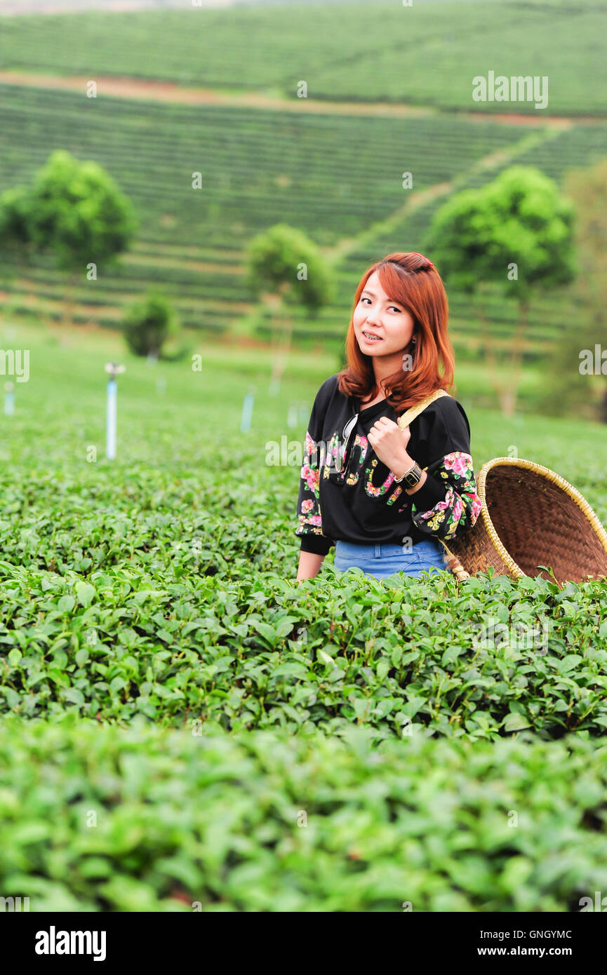 Asie belle femme ramasser les feuilles de thé dans une plantation de thé, de la bonne humeur Banque D'Images