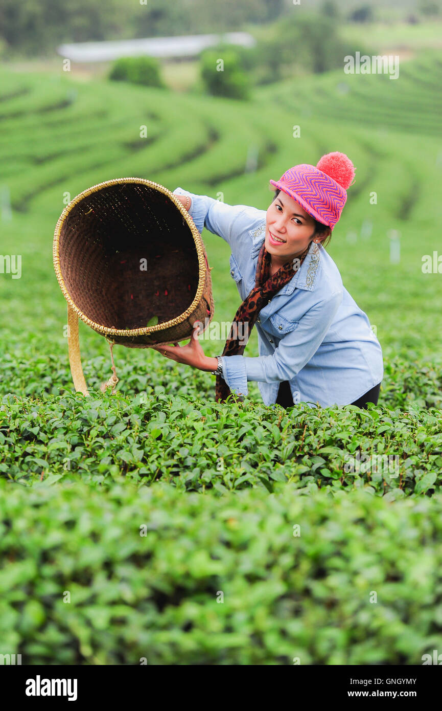 Asie belle femme ramasser les feuilles de thé dans une plantation de thé, de la bonne humeur Banque D'Images