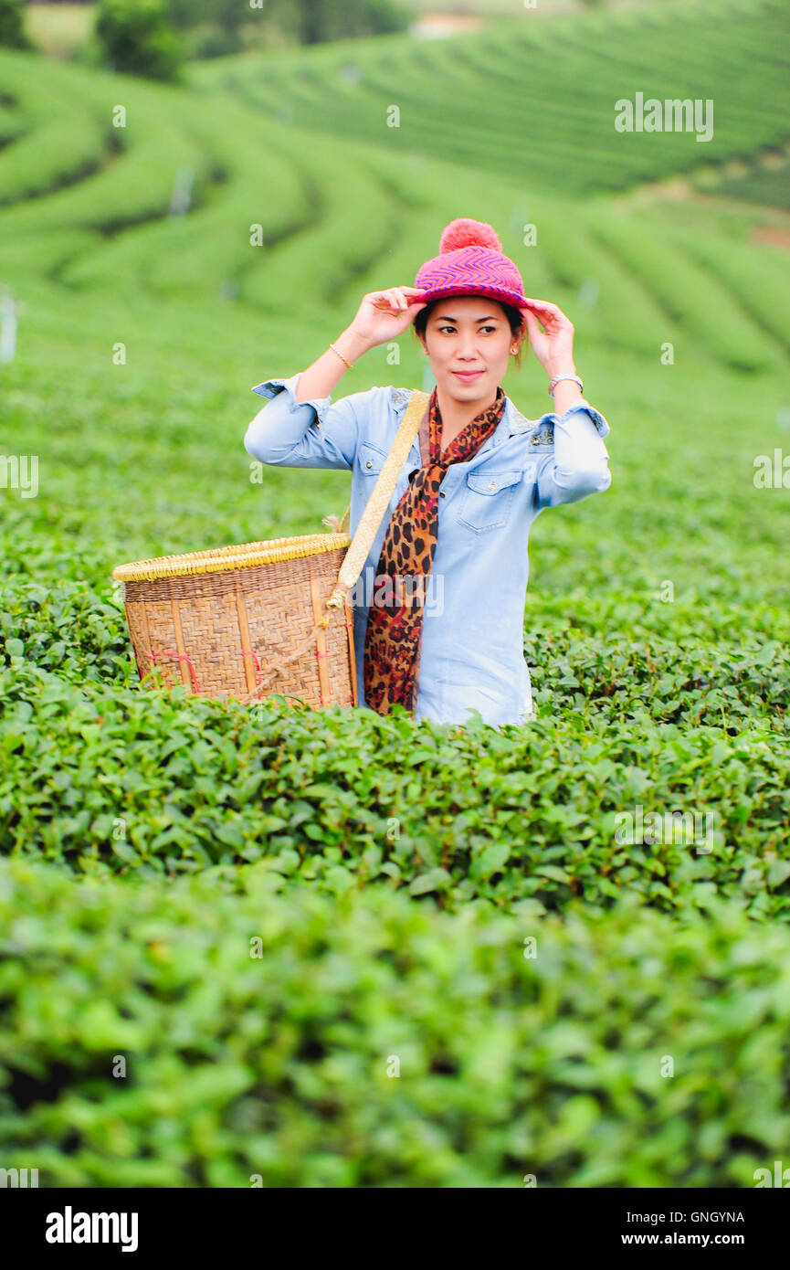Asie belle femme ramasser les feuilles de thé dans une plantation de thé, de la bonne humeur Banque D'Images