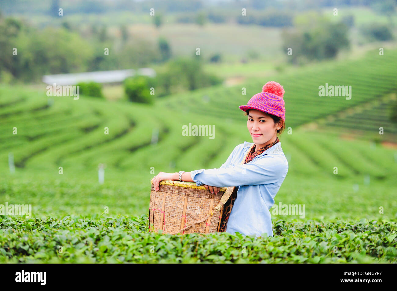 Asie belle femme ramasser les feuilles de thé dans une plantation de thé, de la bonne humeur Banque D'Images