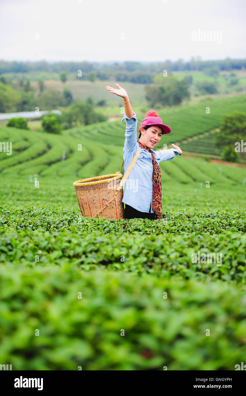 Asie belle femme ramasser les feuilles de thé dans une plantation de thé, de la bonne humeur Banque D'Images