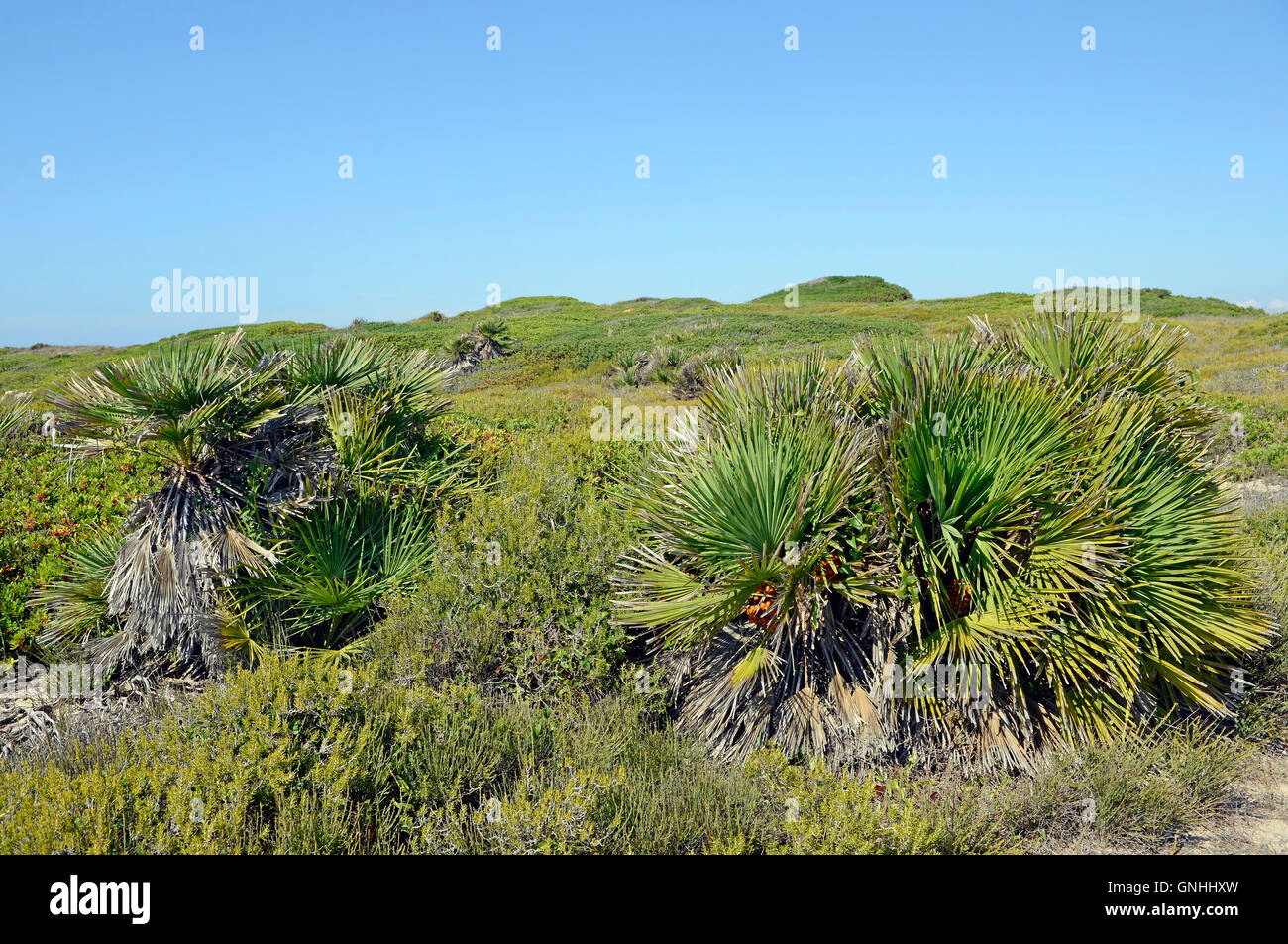 Palmiers nains Chamaerops humilis palmier nain, Maimoni dunes, Sardaigne, Italie Banque D'Images