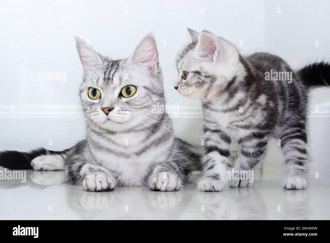 American Shorthair Cat Family Maman Chat Avec Chaton Photo Stock Alamy