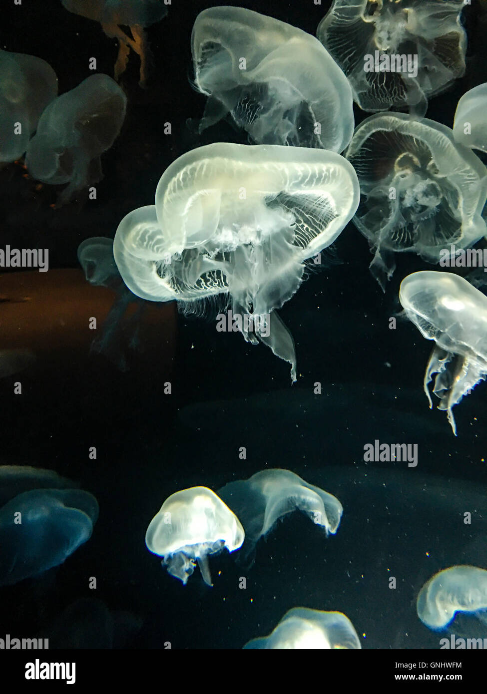 Lune - méduses Aurelia aurita. Banque D'Images