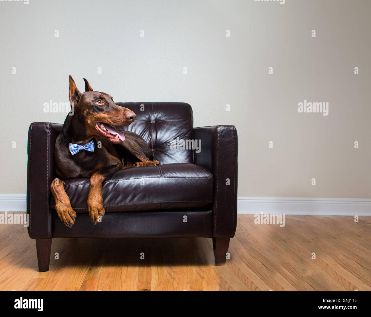 Chien doberman rouge en verrue assis sur une chaise en cuir Banque D'Images