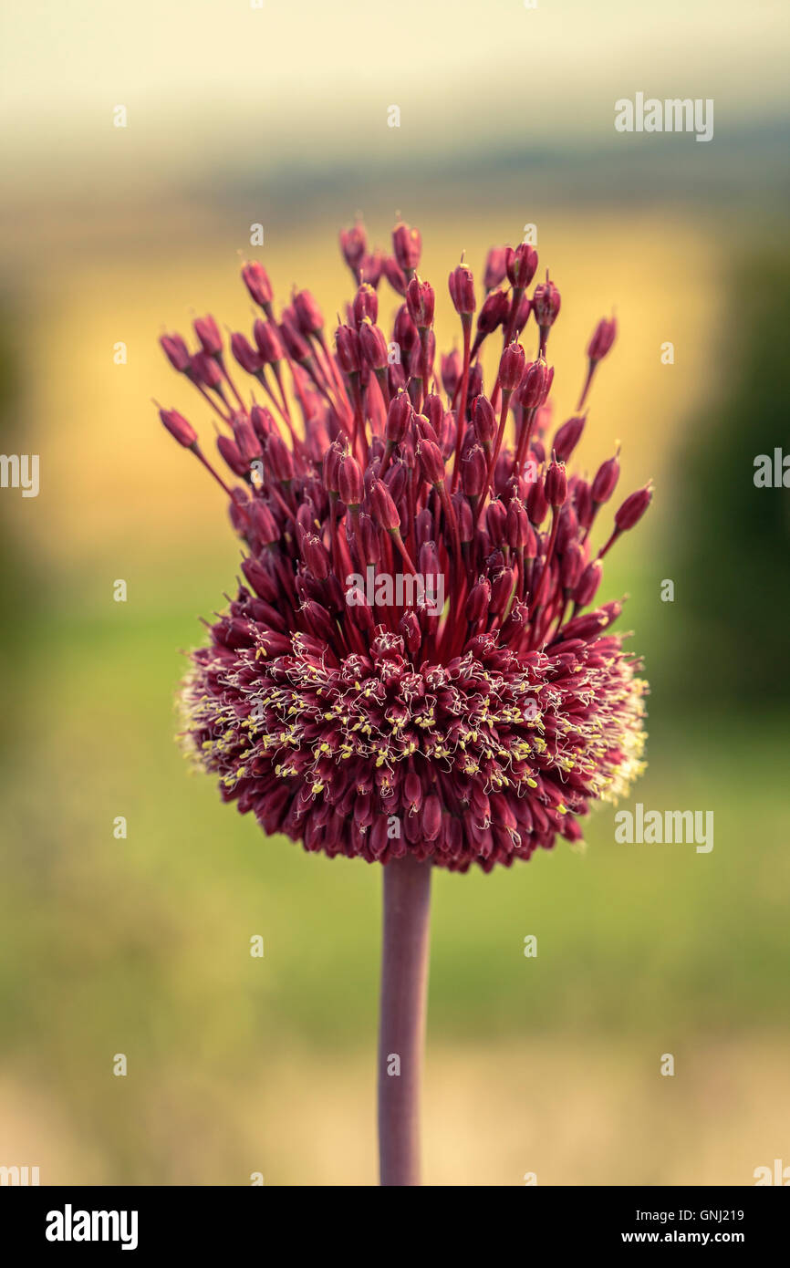 Allium 'amethystinum Mohican Rouge' Banque D'Images