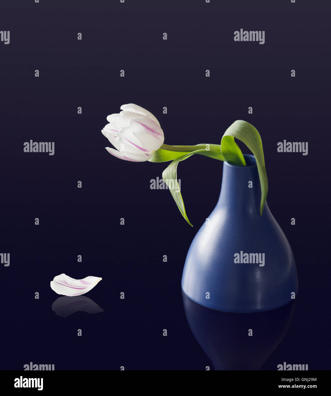 Single White Tulip Vase en bleu Banque D'Images