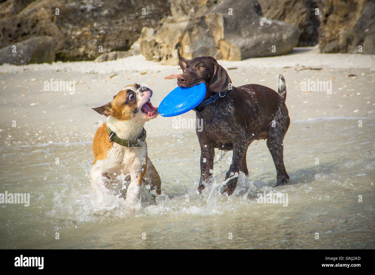 Deux chiens jouant avec un jouet sur frisbee beach Banque D'Images