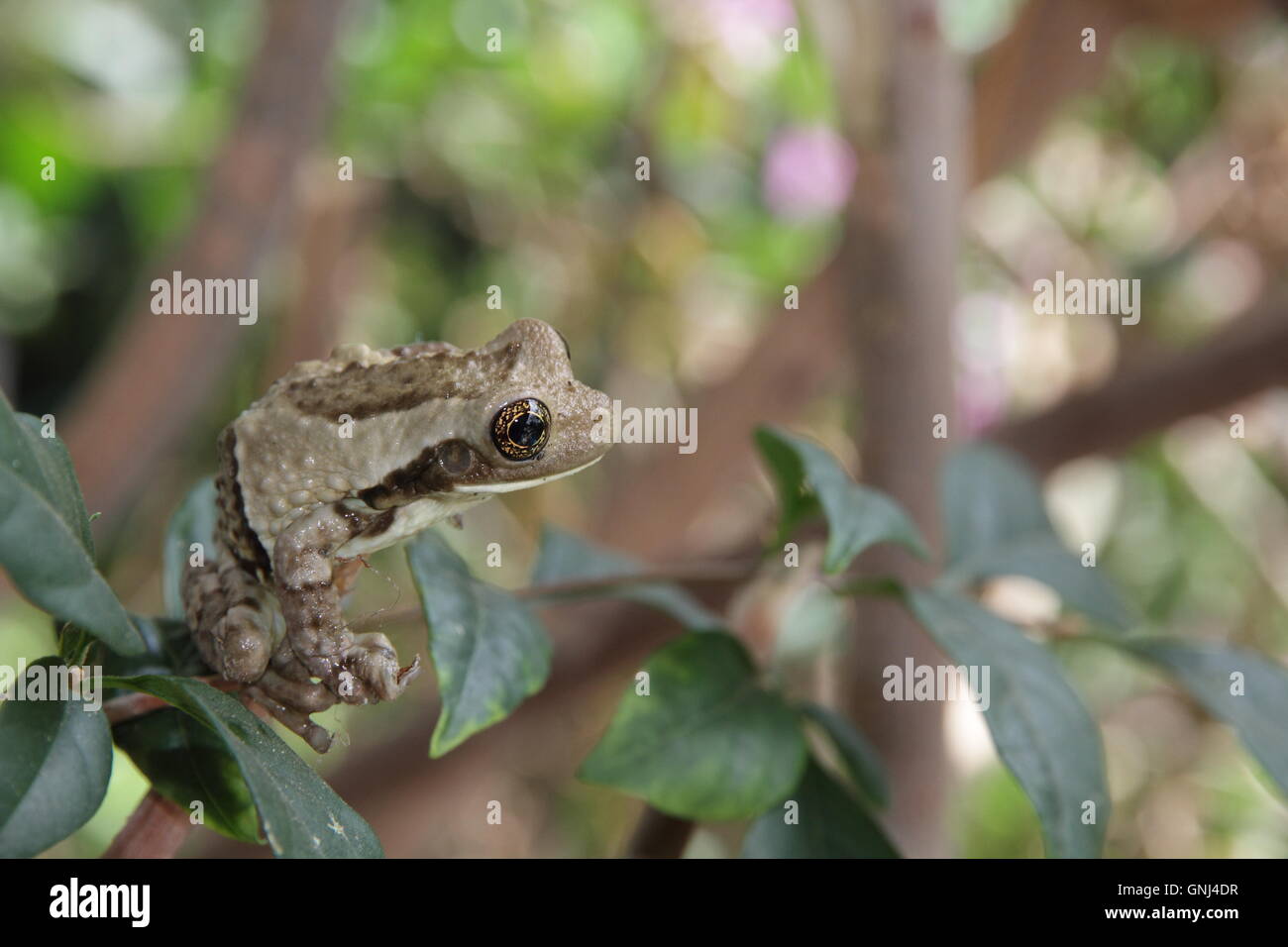 Stock Photo - grand arbre veiné (grenouille grenouille lait commun), Trachycephalus venulosus, perché sur une branche à Manuel Antonio au Costa Rica Banque D'Images