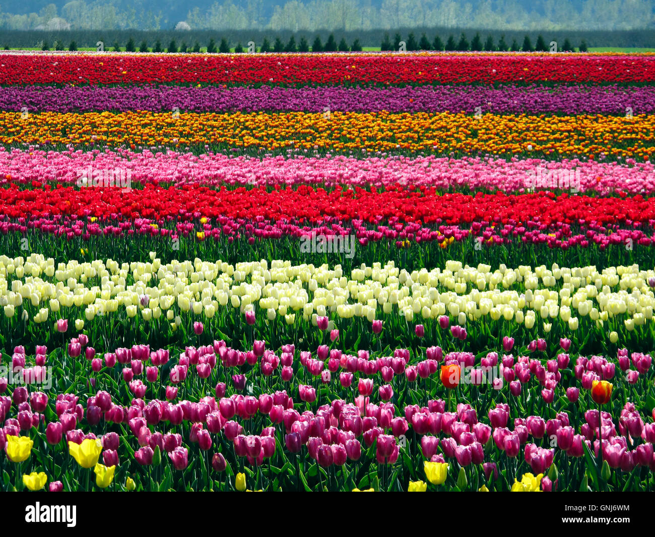 Culitvated tulip field au cours de l'Agassiz Tulip Festival dans la vallée du Fraser près de Chilliwack, en Colombie-Britannique, au Canada. Banque D'Images