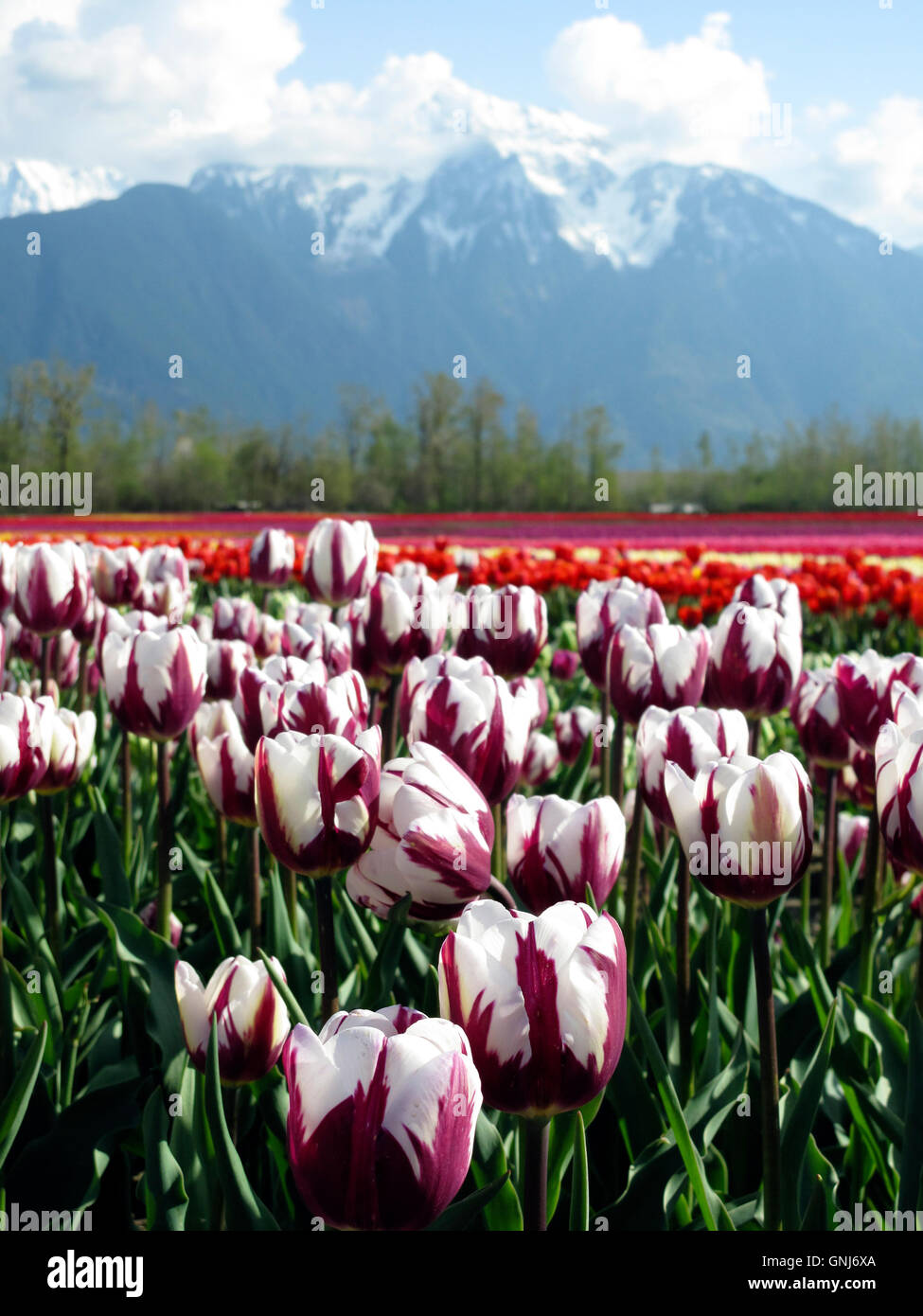 Culitvated tulip field au cours de l'Agassiz Tulip Festival dans la vallée du Fraser près de Chilliwack, en Colombie-Britannique, au Canada. Banque D'Images