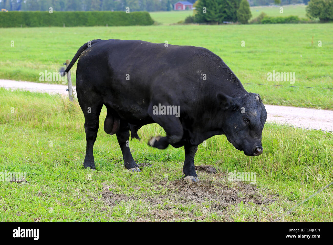 Aberdeen Angus en colère noire de patte de Bull sur un champ, la tête en bas, une menace pour les taureaux. typique d'affichage Banque D'Images