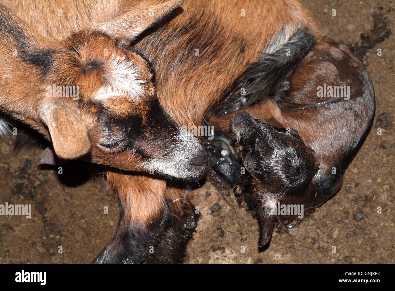 Ferme De Naissance De Chevre Banque D Image Et Photos Alamy