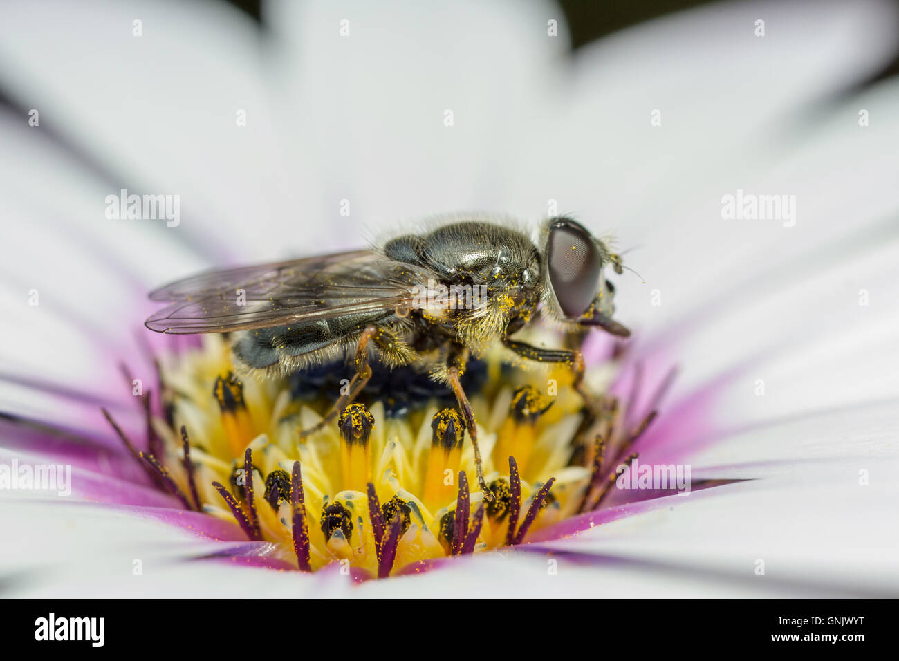 Cheilosia caerulescens hoverfly sur ostéospermum, c'est la larve se développe dans les sempervivums Banque D'Images Cheilosia caerulescens hoverfly sur ostéospermum, c'est la larve se développe dans les sempervivums Banque D'Images