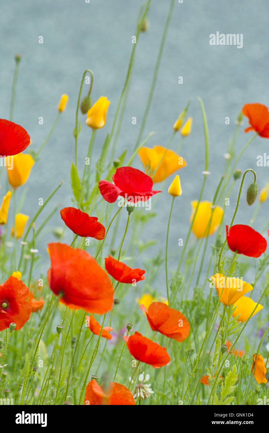 Rouge, jaune et bleu, de fleurs des champs de pavot (Papaver rhoeas champ), le Pavot de Californie (Eschscholzia californica), poppyfield, pavot, mohnfeld, Banque D'Images
