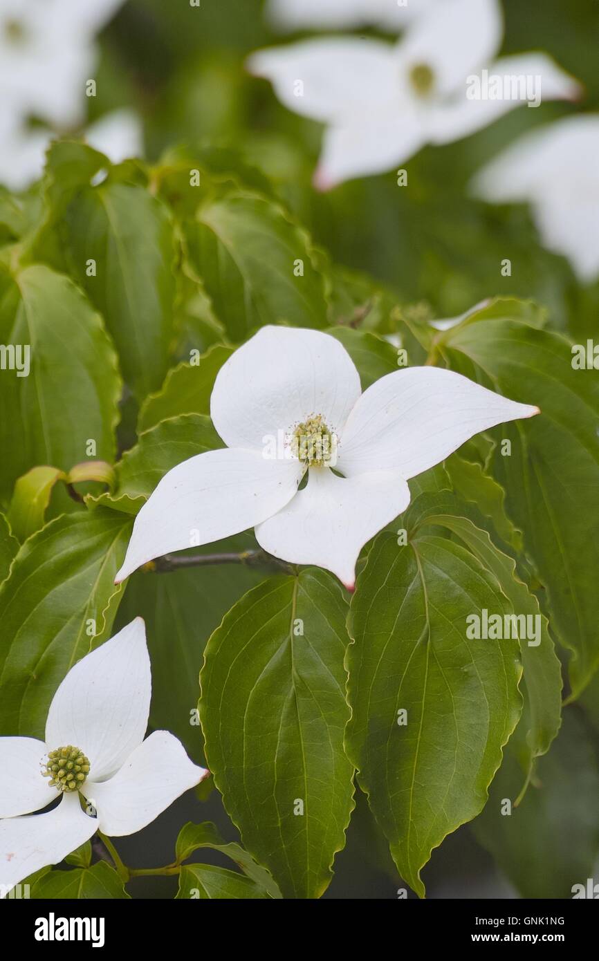 Fleurs blanches de cornouiller, le chien de bois, Blumenhartriegel Blütenhartriegel, (Cornus cousa) Banque D'Images
