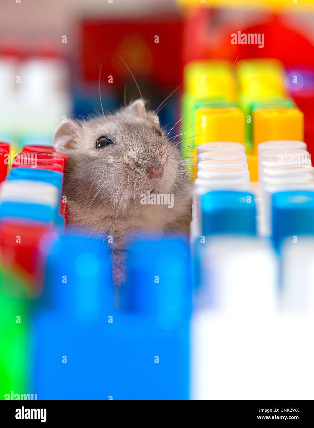 Les jeunes dzungarian hamster dans le jouet d'oursons Banque D'Images